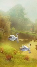 Scaricare immagine Swans,Pictures,Animals sul telefono gratis.