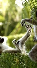 Scaricare immagine Lemurs,Animals sul telefono gratis.