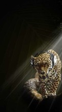 Scaricare immagine 320x240 Humor, Music, Animals, Leopards sul telefono gratis.