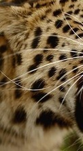Scaricare immagine Leopards,Cats,Animals sul telefono gratis.