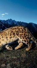 Scaricare immagine Leopards,Tigers,Animals sul telefono gratis.