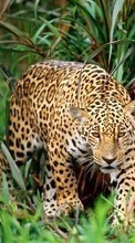 Scaricare immagine 240x320 Animals, Leopards sul telefono gratis.