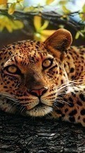 Scaricare immagine 1024x768 Leopards, Animals sul telefono gratis.