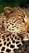 Leopards, Animals per Apple iPhone XR
