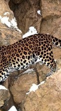 Scaricare immagine 540x960 Animals, Leopards sul telefono gratis.