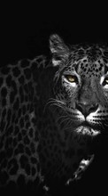 Scaricare immagine Leopards, Animals sul telefono gratis.