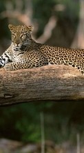 Scaricare immagine 240x400 Animals, Leopards sul telefono gratis.