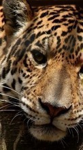 Scaricare immagine 1080x1920 Animals, Leopards sul telefono gratis.