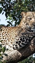Scaricare immagine Leopards, Animals sul telefono gratis.