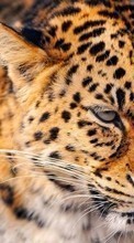 Leopards,Animals per Sony Xperia M4 Aqua
