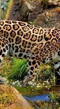 Leopards,Animals per Xiaomi Redmi 1s