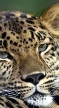 Scaricare immagine Leopards,Animals sul telefono gratis.