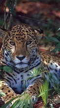 Leopards,Animals per Samsung Corby S3650