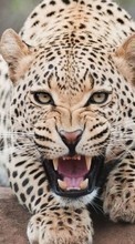 Leopards,Animals per Asus ZenPad C 7.0 Z170CG