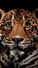 Scaricare immagine Leopards,Animals sul telefono gratis.