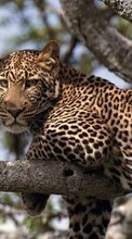 Animals, Leopards per HTC Desire Z