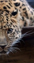 Leopards,Animals per Motorola DROID RAZR