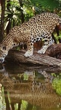Scaricare immagine Animals, Leopards sul telefono gratis.