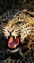 Scaricare immagine 240x400 Animals, Leopards sul telefono gratis.