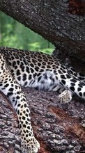 Animals, Leopards per Samsung Galaxy E5