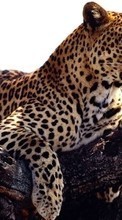 Scaricare immagine 1024x600 Animals, Leopards sul telefono gratis.
