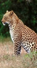 Scaricare immagine 320x480 Animals, Leopards sul telefono gratis.
