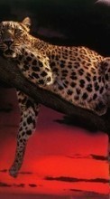 Scaricare immagine 1280x800 Animals, Leopards sul telefono gratis.