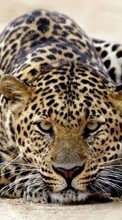 Scaricare immagine 128x160 Animals, Leopards sul telefono gratis.