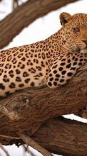 Scaricare immagine 480x800 Animals, Leopards sul telefono gratis.