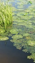 Scaricare immagine 1080x1920 Landscape, Water, Lilies sul telefono gratis.