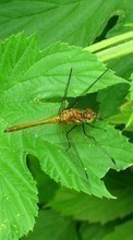 Scaricare immagine Insects, Leaves, Dragonflies sul telefono gratis.