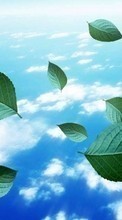 Scaricare immagine Leaves, Sky, Clouds, Landscape, Plants sul telefono gratis.