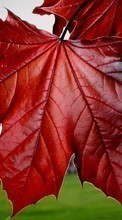 Scaricare immagine Leaves,Objects sul telefono gratis.