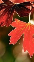 Scaricare immagine Leaves,Objects sul telefono gratis.