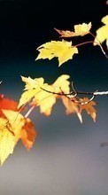 Scaricare immagine Leaves,Objects,Autumn sul telefono gratis.