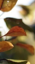 Scaricare immagine Leaves,Objects,Plants sul telefono gratis.