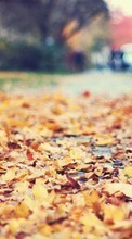 Scaricare immagine Leaves, Autumn, Landscape sul telefono gratis.