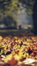 Scaricare immagine Leaves,Autumn,Landscape sul telefono gratis.