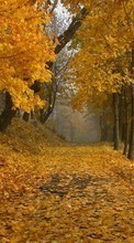 Scaricare immagine Leaves,Autumn,Landscape sul telefono gratis.