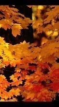 Scaricare immagine Plants, Landscape, Autumn, Leaves sul telefono gratis.