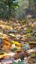 Scaricare immagine 320x240 Plants, Landscape, Autumn, Leaves sul telefono gratis.