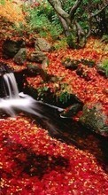 Scaricare immagine 240x400 Plants, Landscape, Rivers, Autumn, Leaves sul telefono gratis.