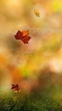 Scaricare immagine Leaves, Autumn, Landscape, Plants, Grass sul telefono gratis.