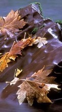 Scaricare immagine Leaves,Autumn,Landscape,Rivers sul telefono gratis.