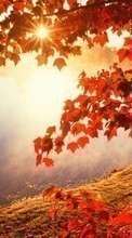 Scaricare immagine Leaves, Autumn, Landscape, Rivers, Sun sul telefono gratis.