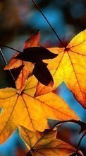 Scaricare immagine 540x960 Plants, Autumn, Leaves sul telefono gratis.