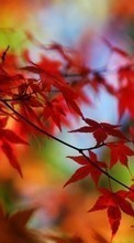 Scaricare immagine Plants, Autumn, Leaves sul telefono gratis.