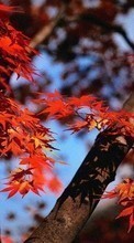 Scaricare immagine 1024x768 Plants, Autumn, Leaves sul telefono gratis.