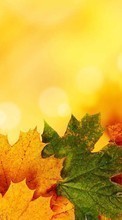 Scaricare immagine Leaves, Autumn, Plants sul telefono gratis.