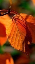 Scaricare immagine Leaves, Autumn, Plants sul telefono gratis.